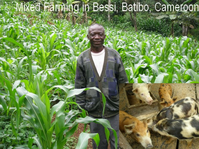 Mixed farming (photo: Njei M.T)